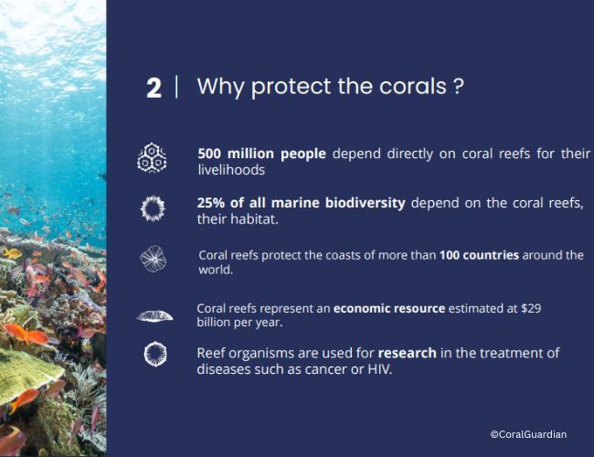 Derfor er koraller viktige | ARTDECO