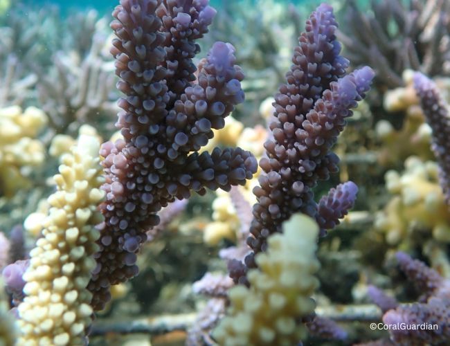 Le récif corallien d’ARTDECO | ARTDECO